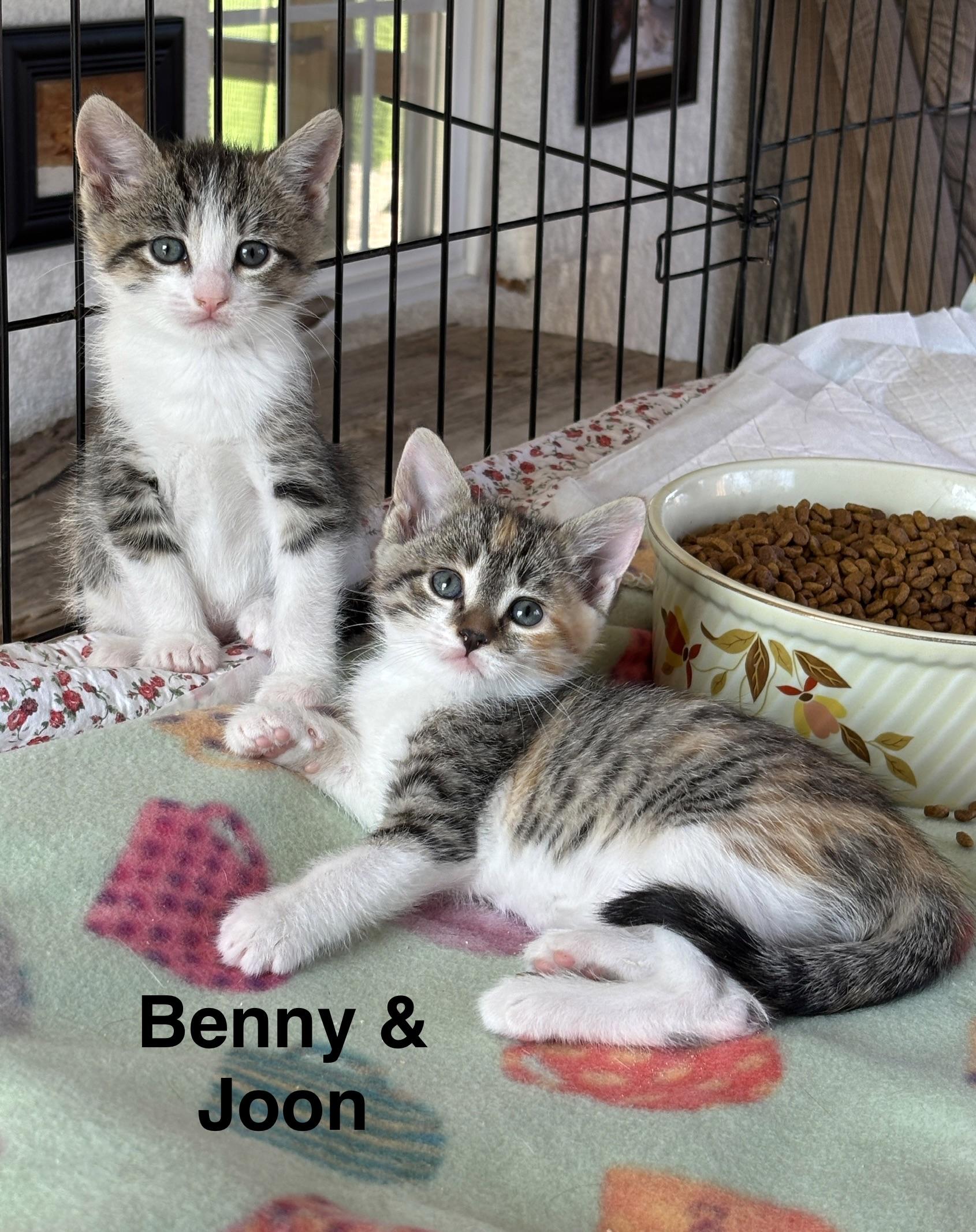 Benny & Joon, adopted, Kitten Female Domestic Short Hair.