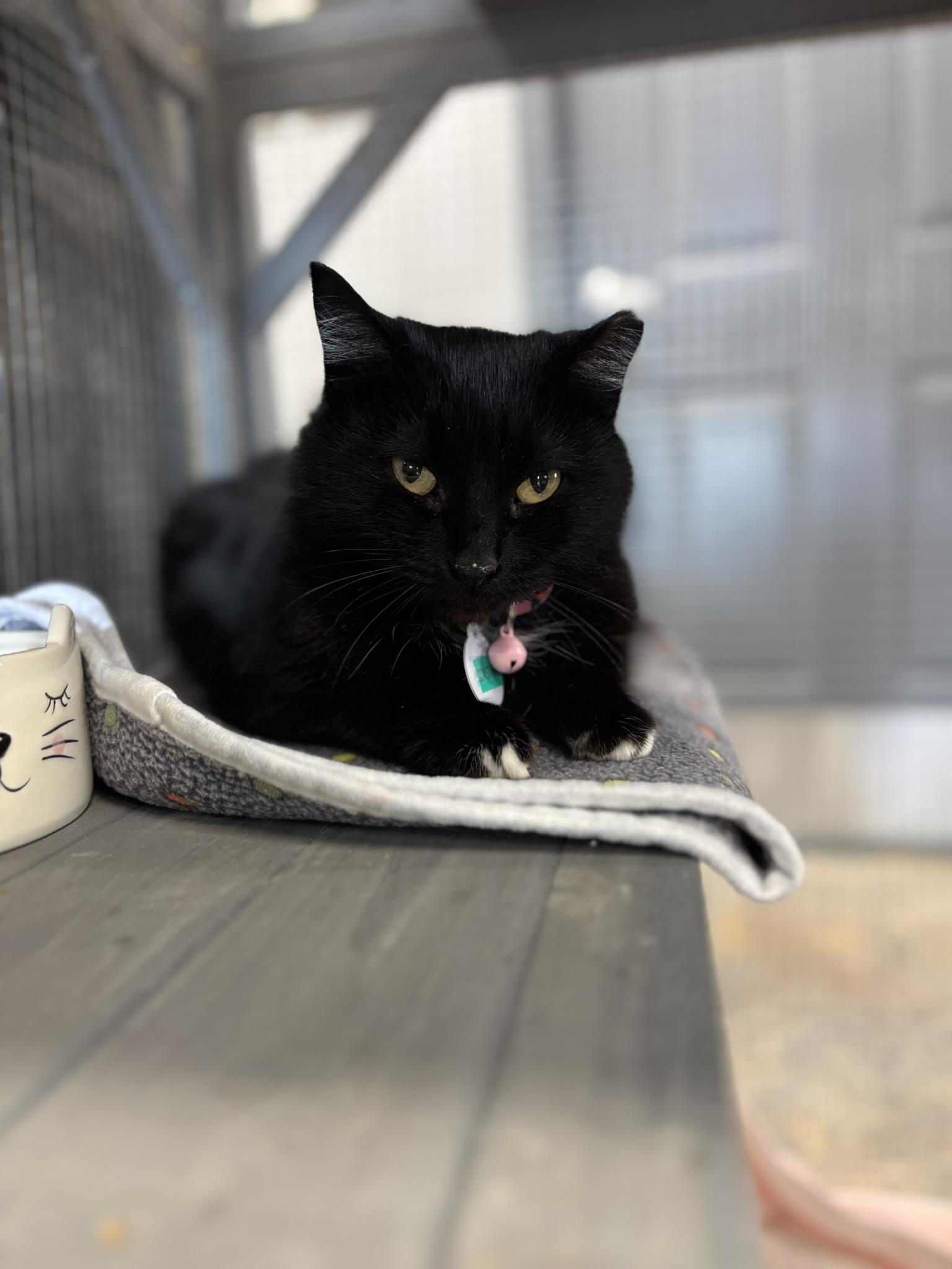 Enlarge Constance, a ADOPTABLE Domestic Short Hair in Grand Rapids, MI image 3/4