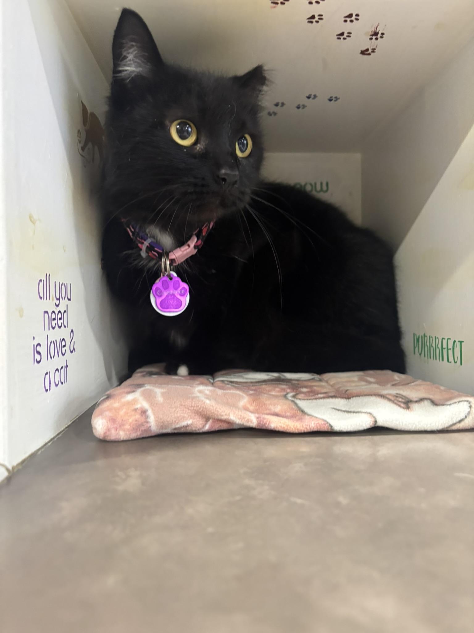 Enlarge Constance, a ADOPTABLE Domestic Short Hair in Grand Rapids, MI image 4/4