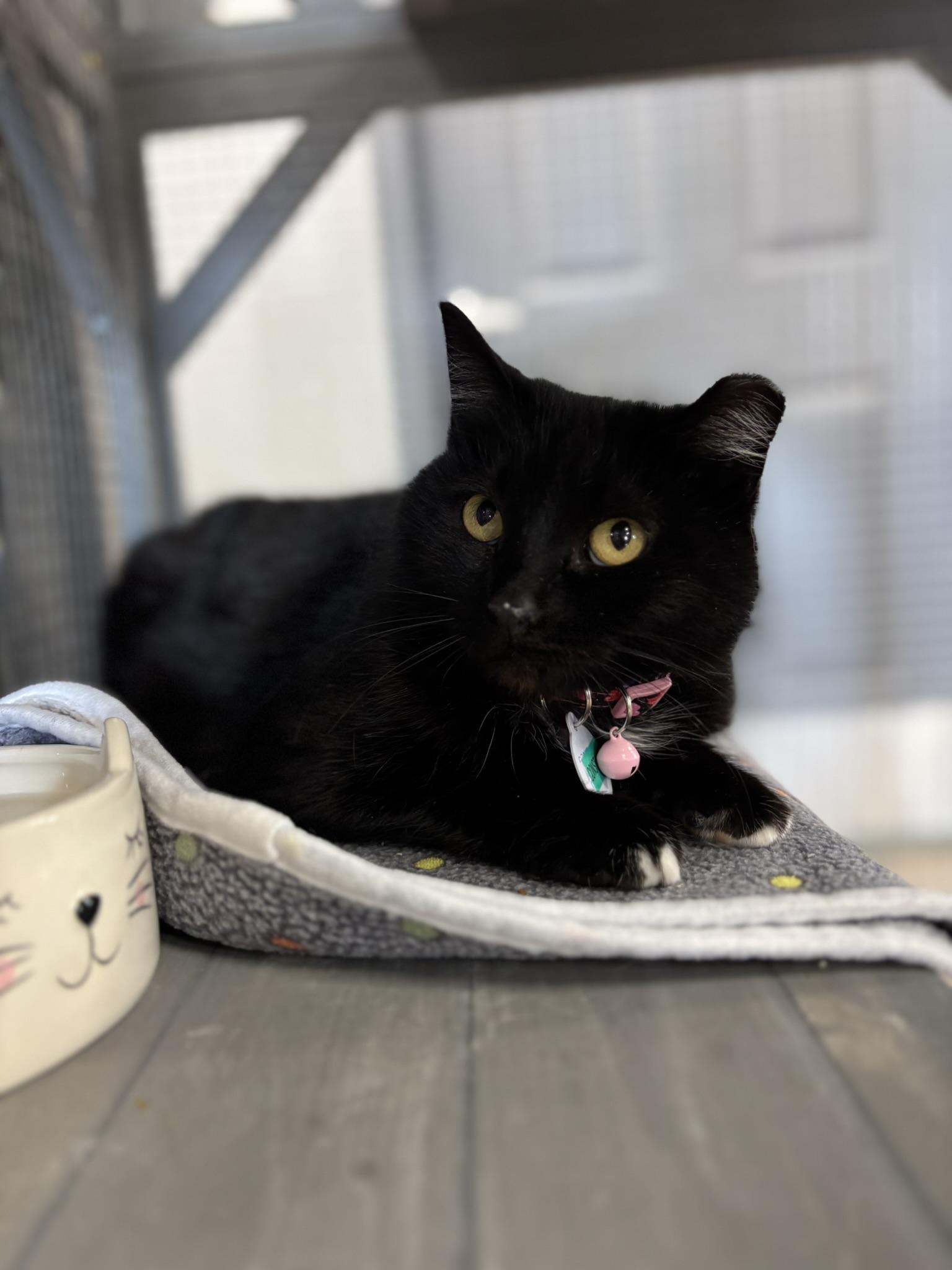 Enlarge Constance, a ADOPTABLE Domestic Short Hair in Grand Rapids, MI image 1/4