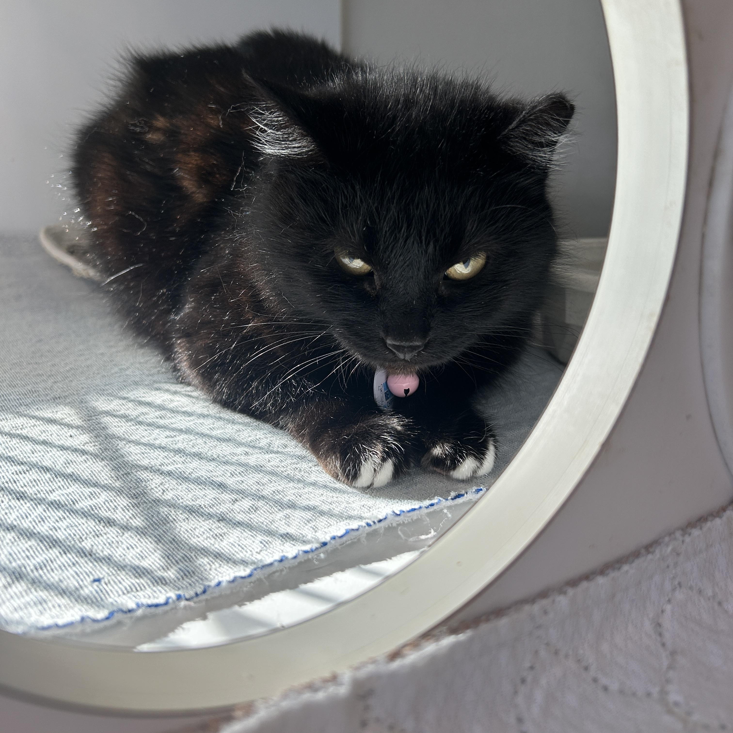 Enlarge Constance, a ADOPTABLE Domestic Short Hair in Grand Rapids, MI image 2/4