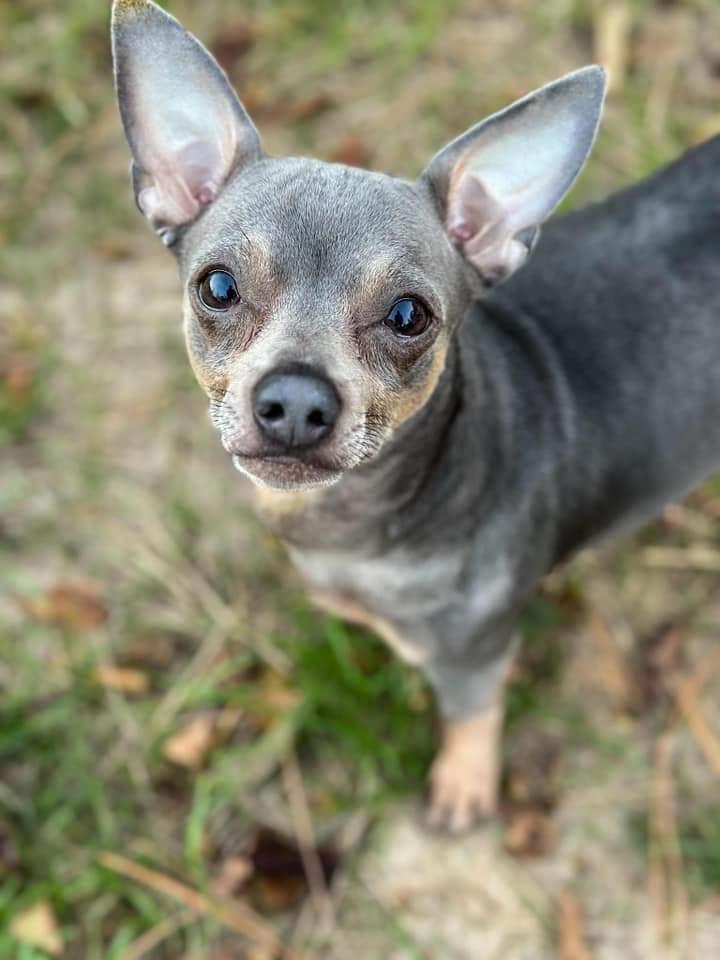 Milo, a Adoptable Chihuahua in Wausau, WI image 2/5
