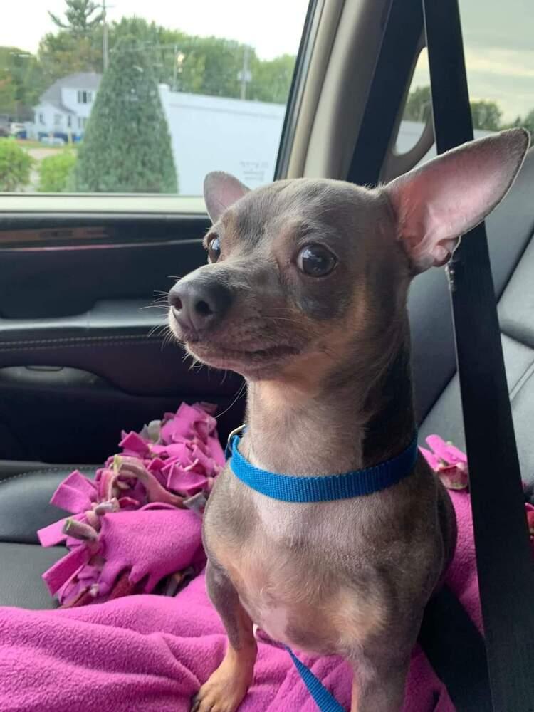 Milo, a Adoptable Chihuahua in Wausau, WI image 4/5