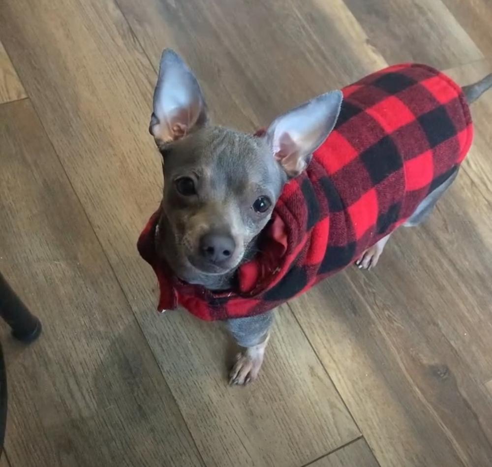 Milo, a Adoptable Chihuahua in Wausau, WI image 5/5