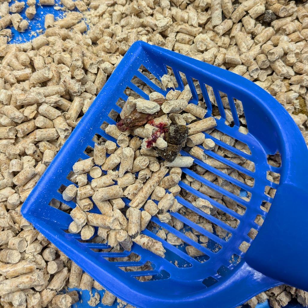 Enlarge Agnes, a Adoptable Domestic Medium Hair in West Olive, MI image 1/4