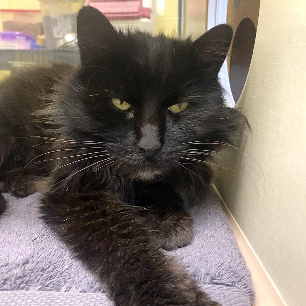 Enlarge Agnes, a Adoptable Domestic Medium Hair in West Olive, MI image 3/4