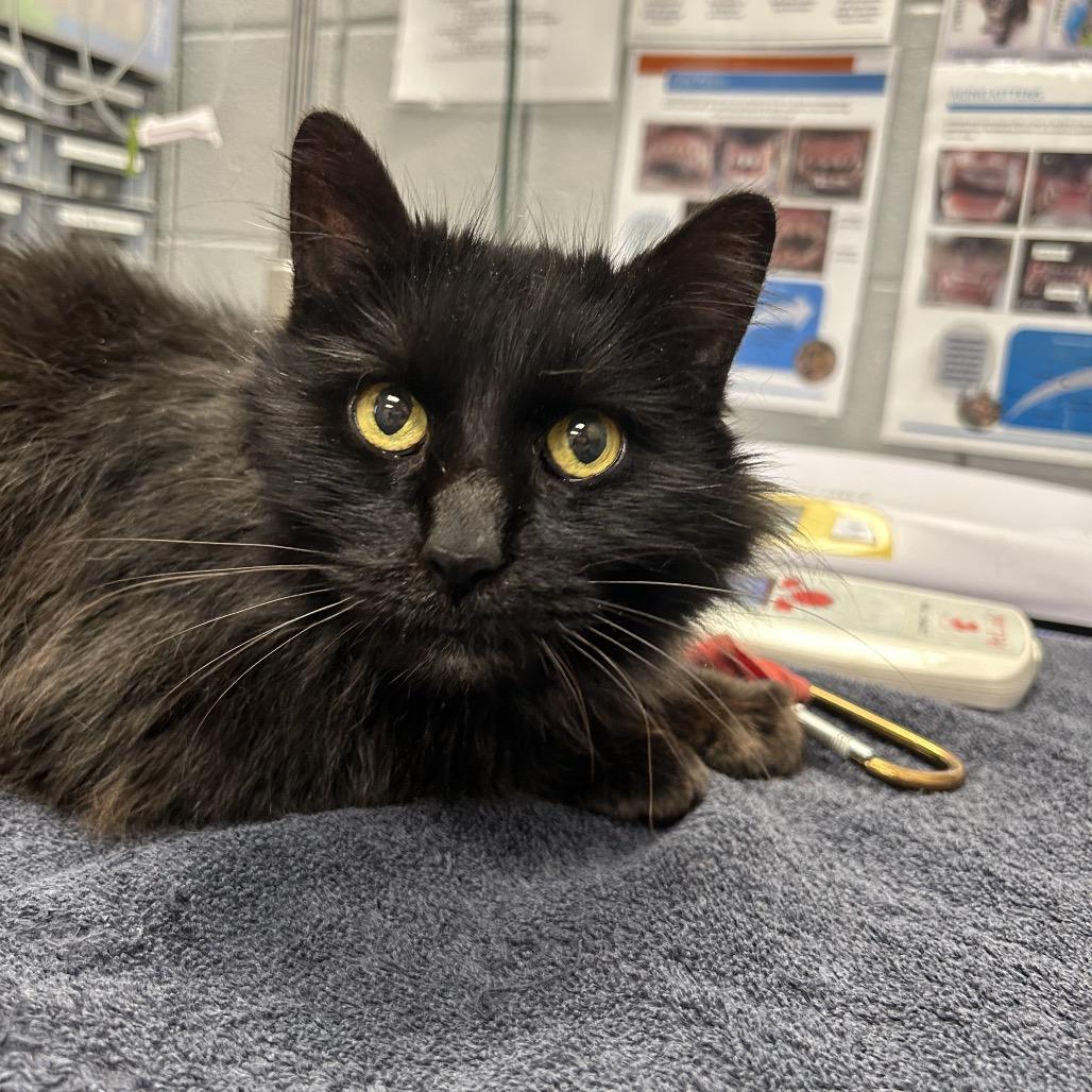 Enlarge Agnes, a Adoptable Domestic Medium Hair in West Olive, MI image 4/4