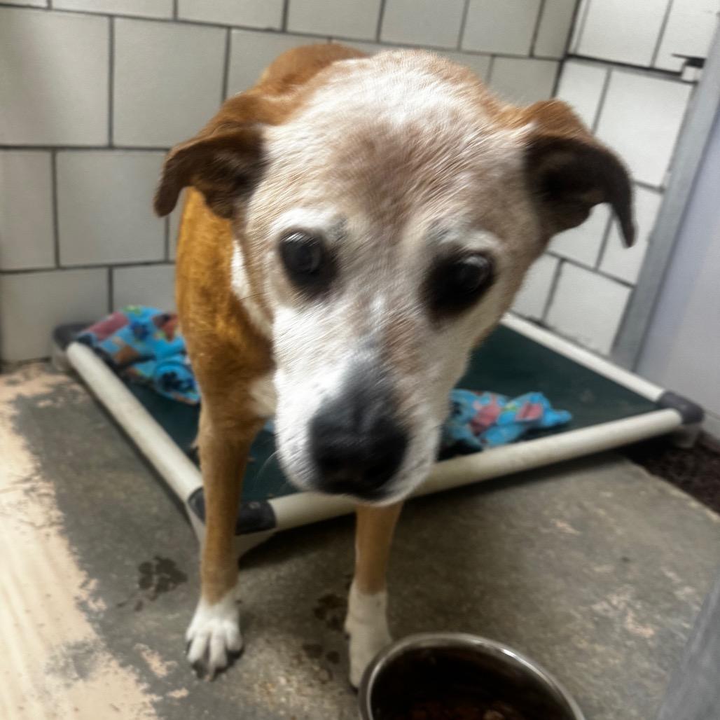 Enlarge Gracie, a Adoptable mixed breed in Starkville, MS image 1/1