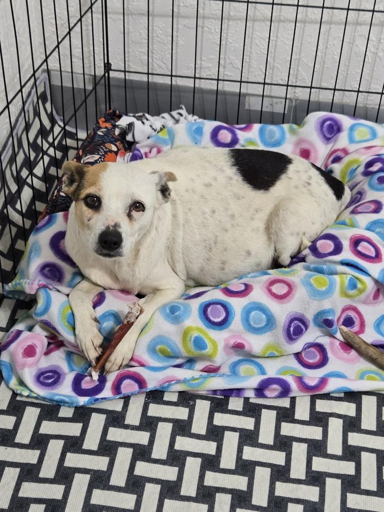 Dixie, Adoptable, Adult Female Rat Terrier & Chihuahua.