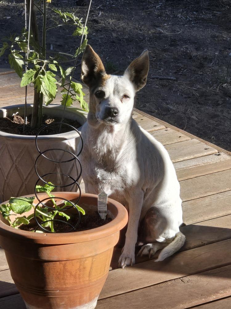 Dixie, a Adoptable mixed breed in Bend, OR image 3/5