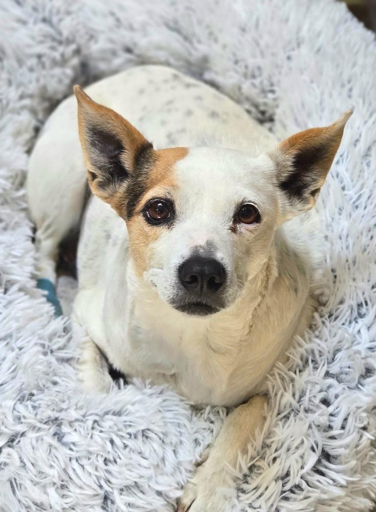 Dixie, a Adoptable mixed breed in Bend, OR image 4/6