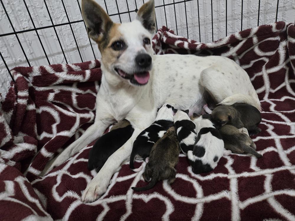 Enlarge Dixie, a Adoptable mixed breed in Bend, OR image 2/3