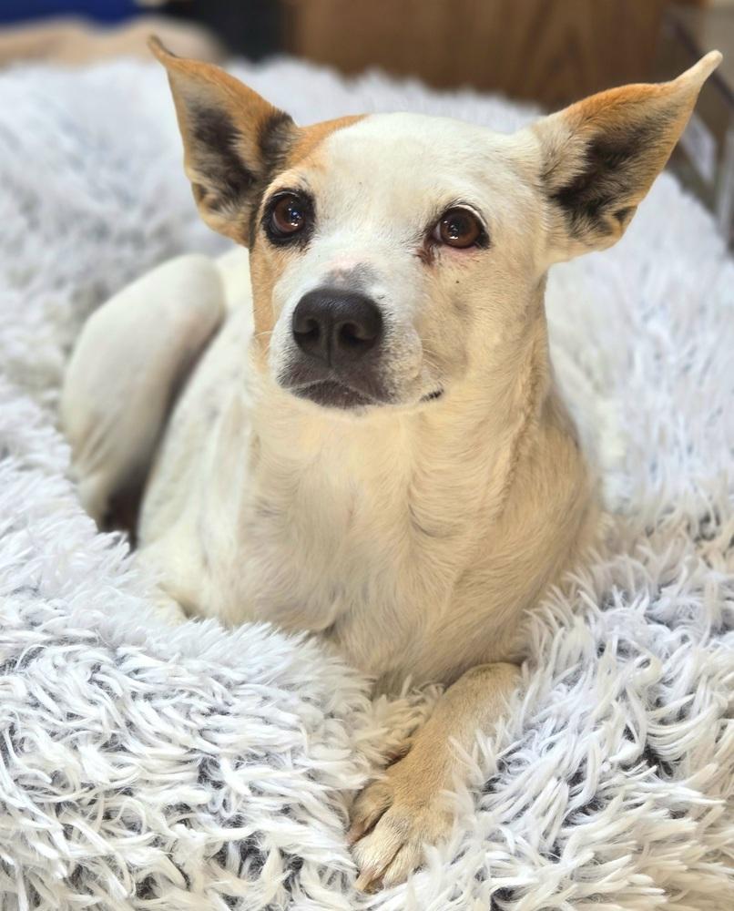 Dixie, a Adoptable mixed breed in Bend, OR image 5/6