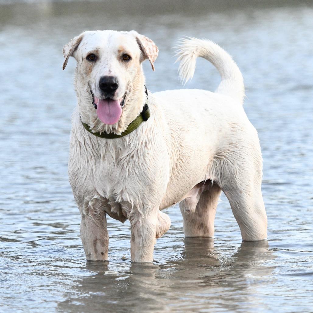 Pete, Adoptable, Adult Male Great Pyrenees & Labrador Retriever.