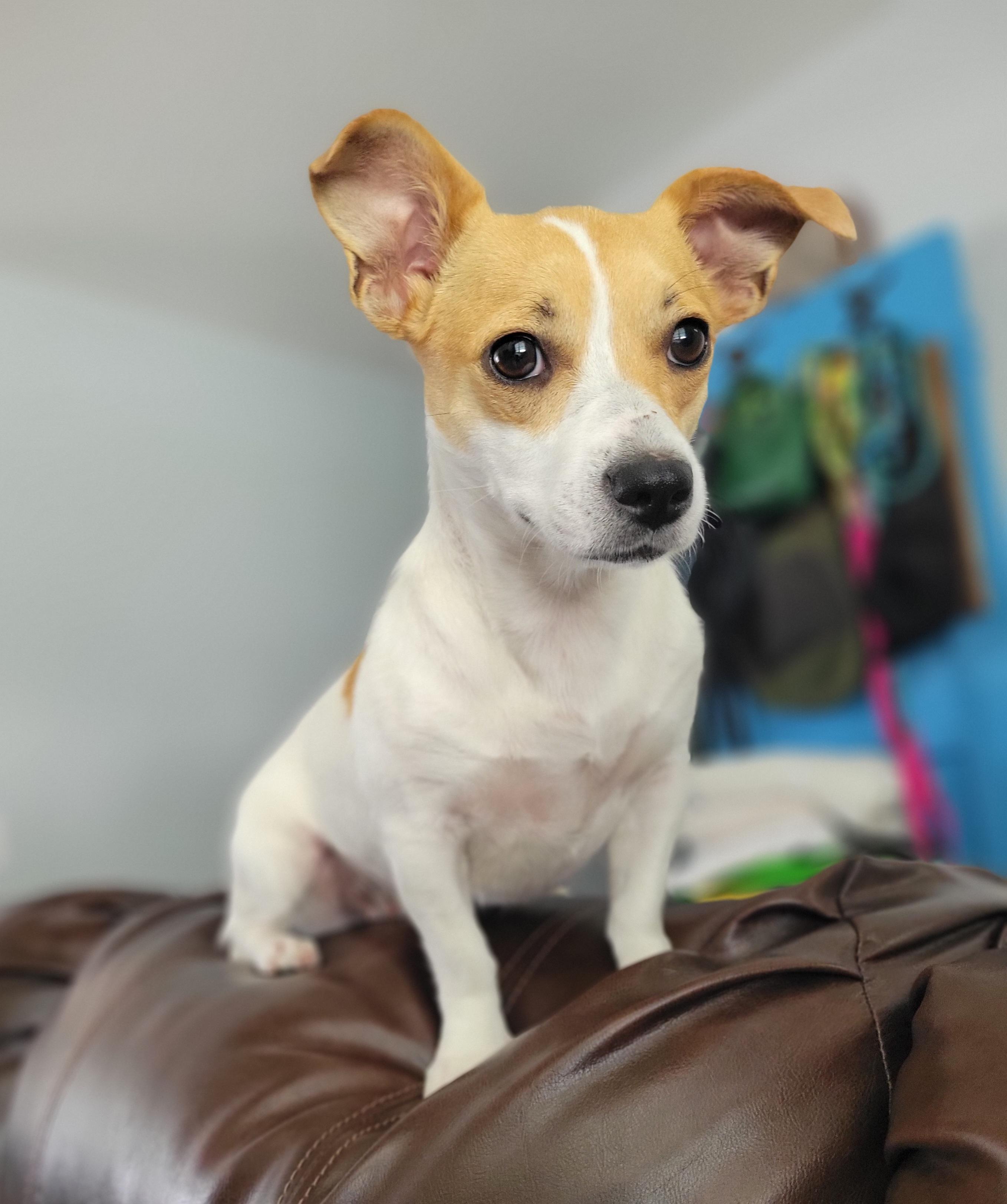 Westie, Adopted, Adult Female Jack Russell Terrier & Chihuahua.