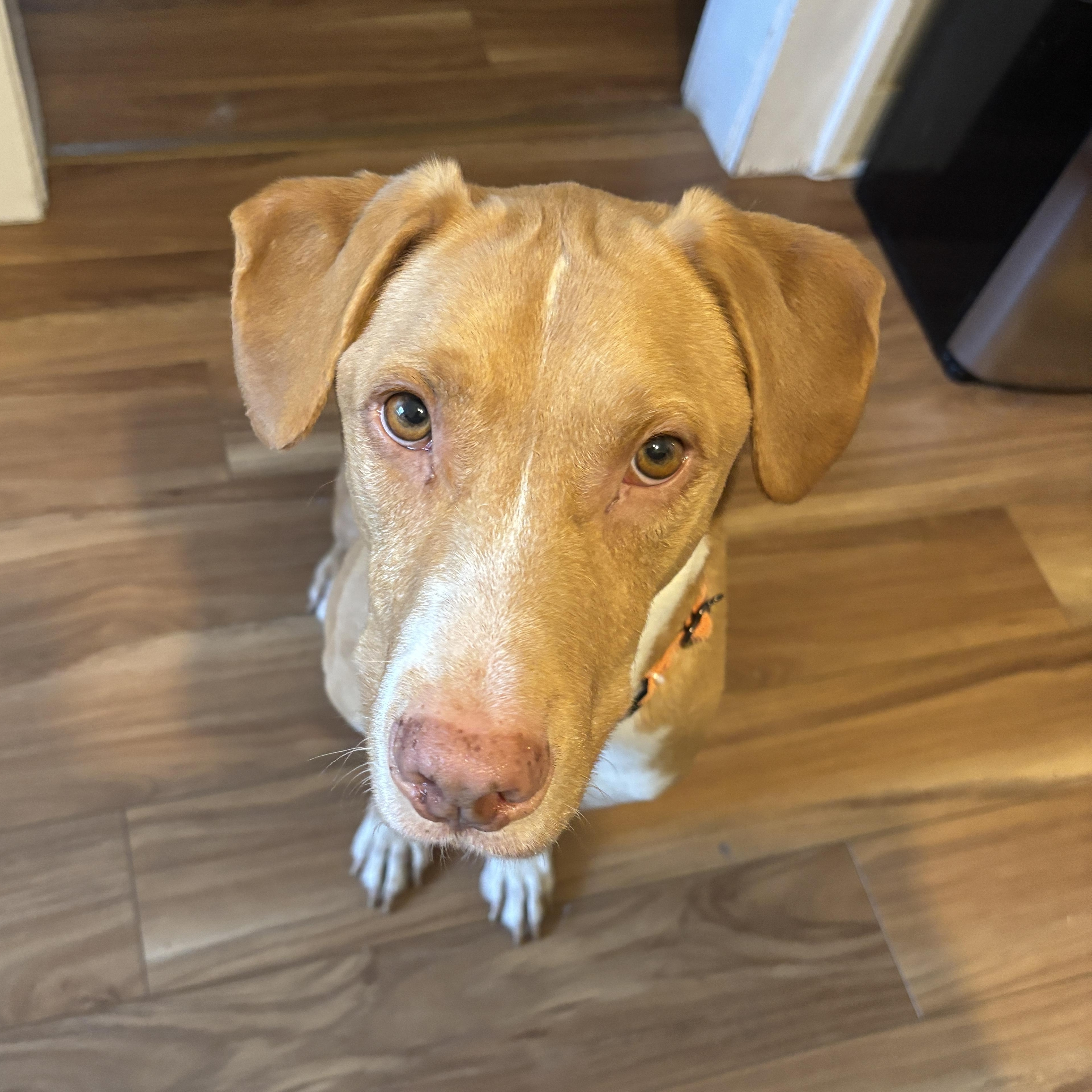 Enlarge King, a ADOPTABLE mixed breed in Schertz, TX image 2/4