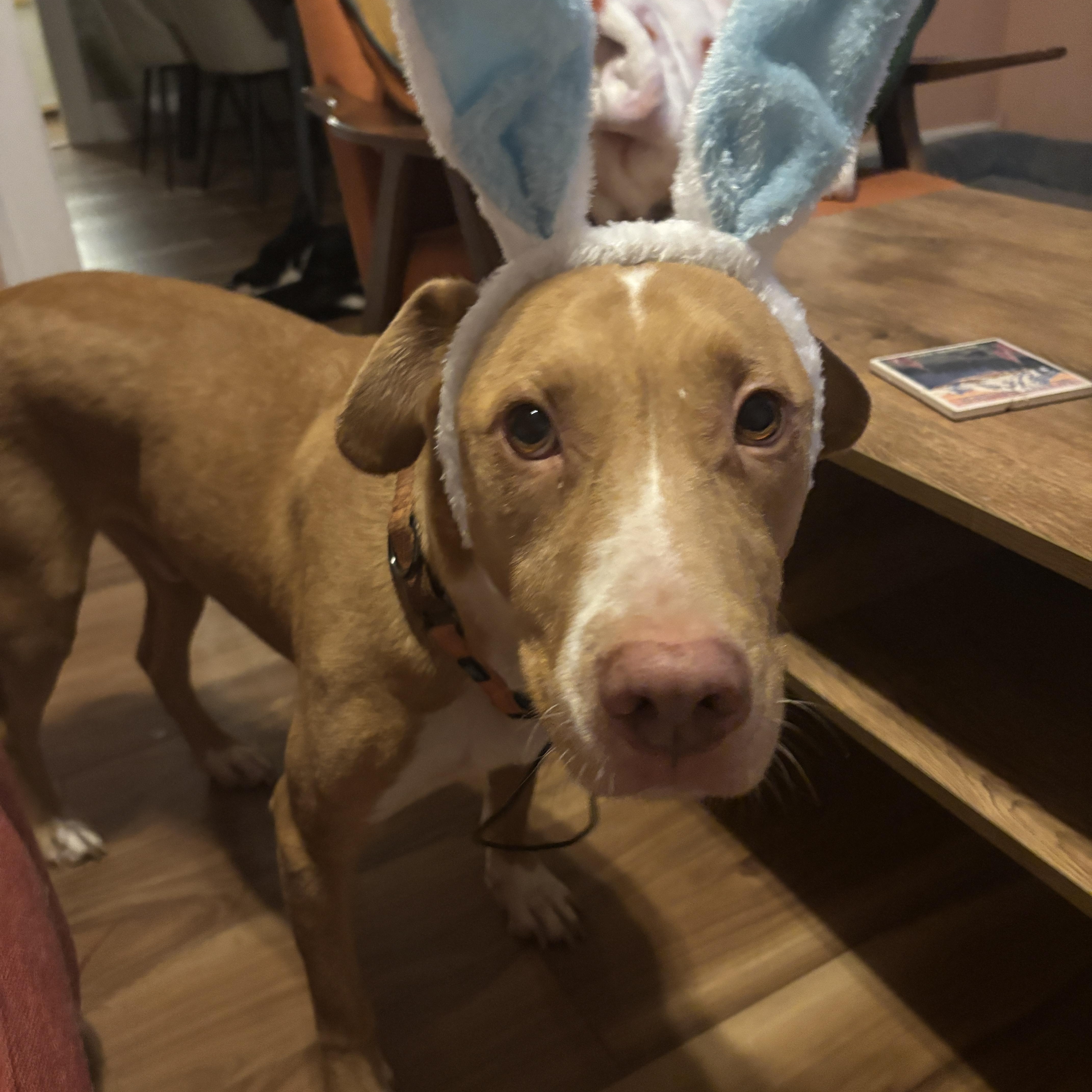 Enlarge King, a ADOPTABLE mixed breed in Schertz, TX image 6/6