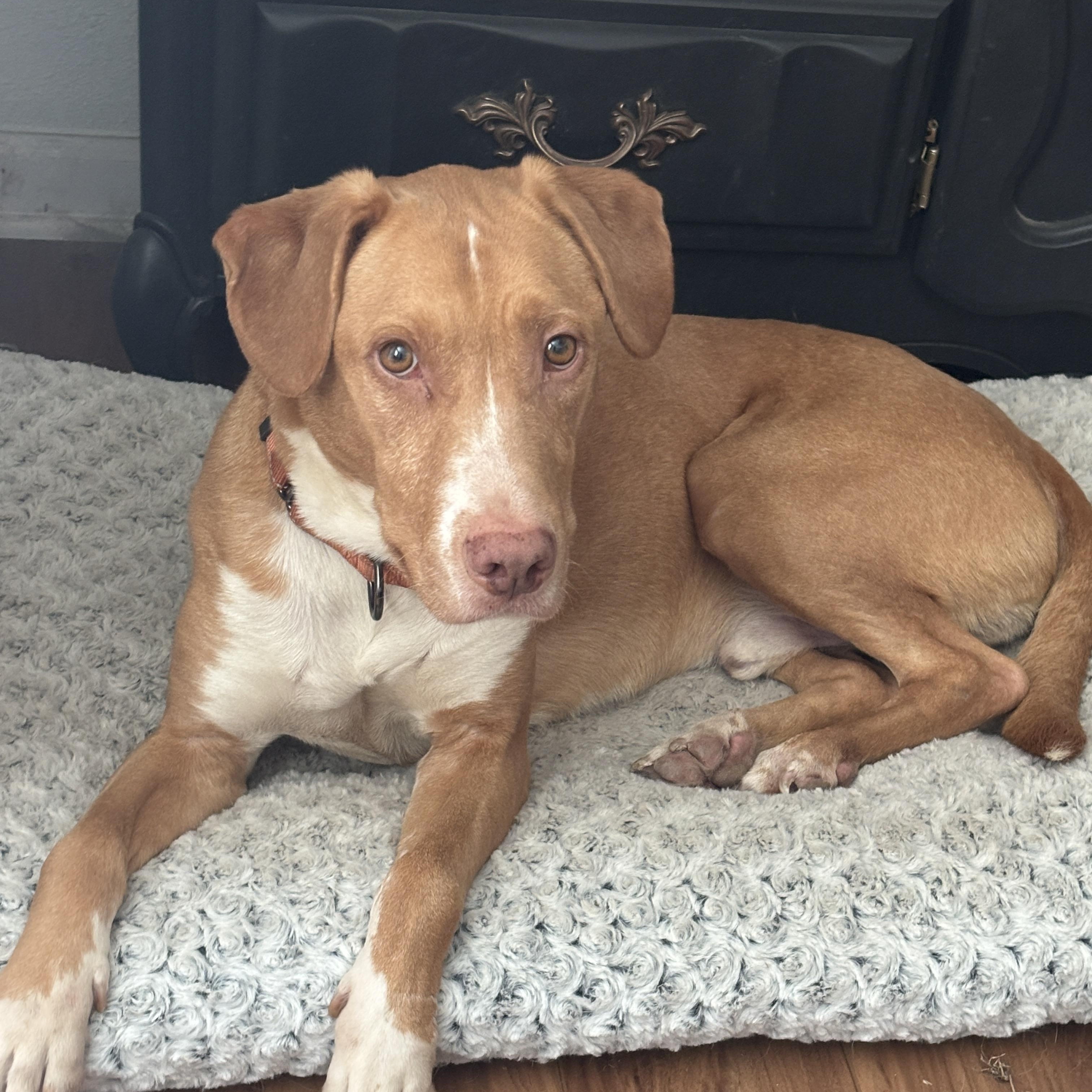 King, ADOPTABLE, Adult Male Labrador Retriever & Vizsla.