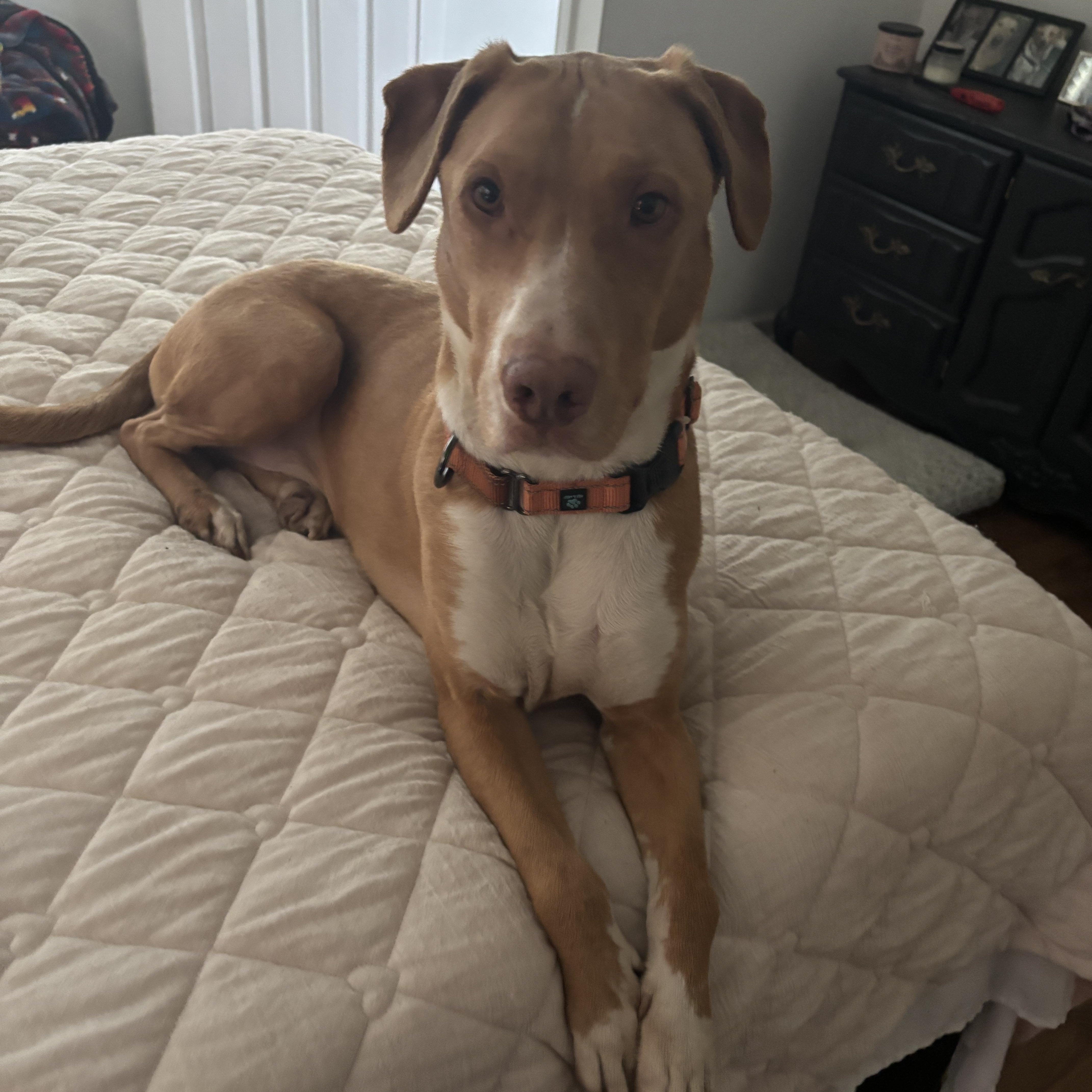 Enlarge King, a ADOPTABLE mixed breed in Schertz, TX image 3/4