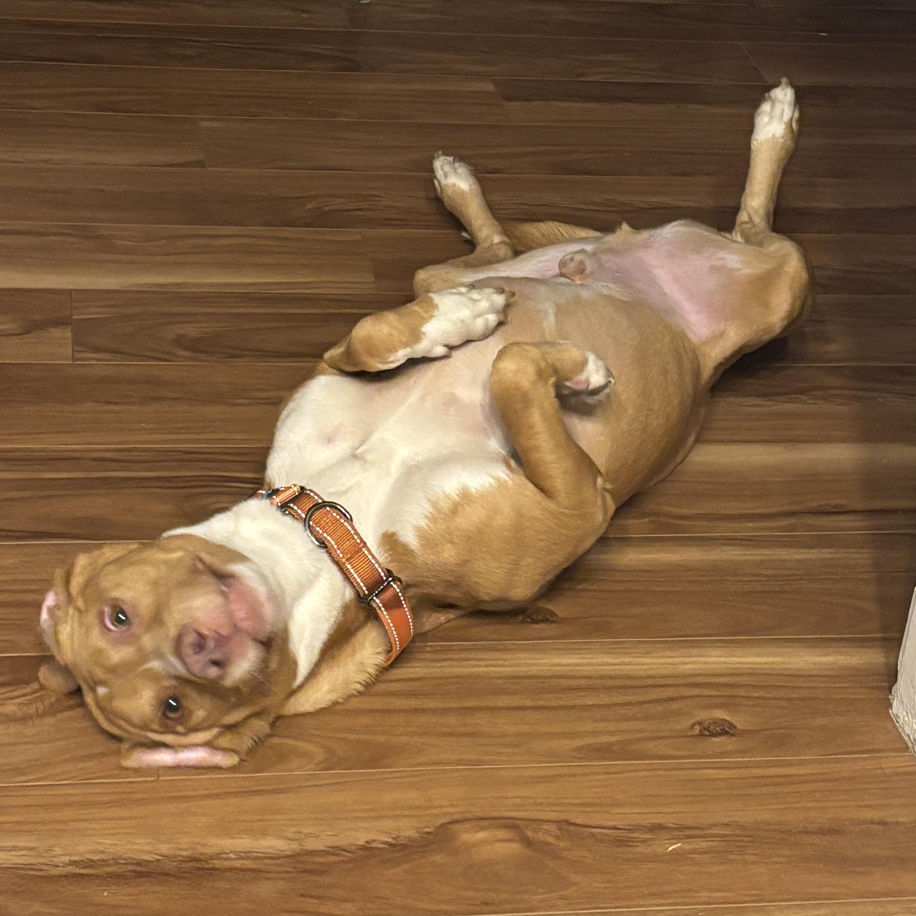 Enlarge King, a ADOPTABLE mixed breed in Schertz, TX image 4/4