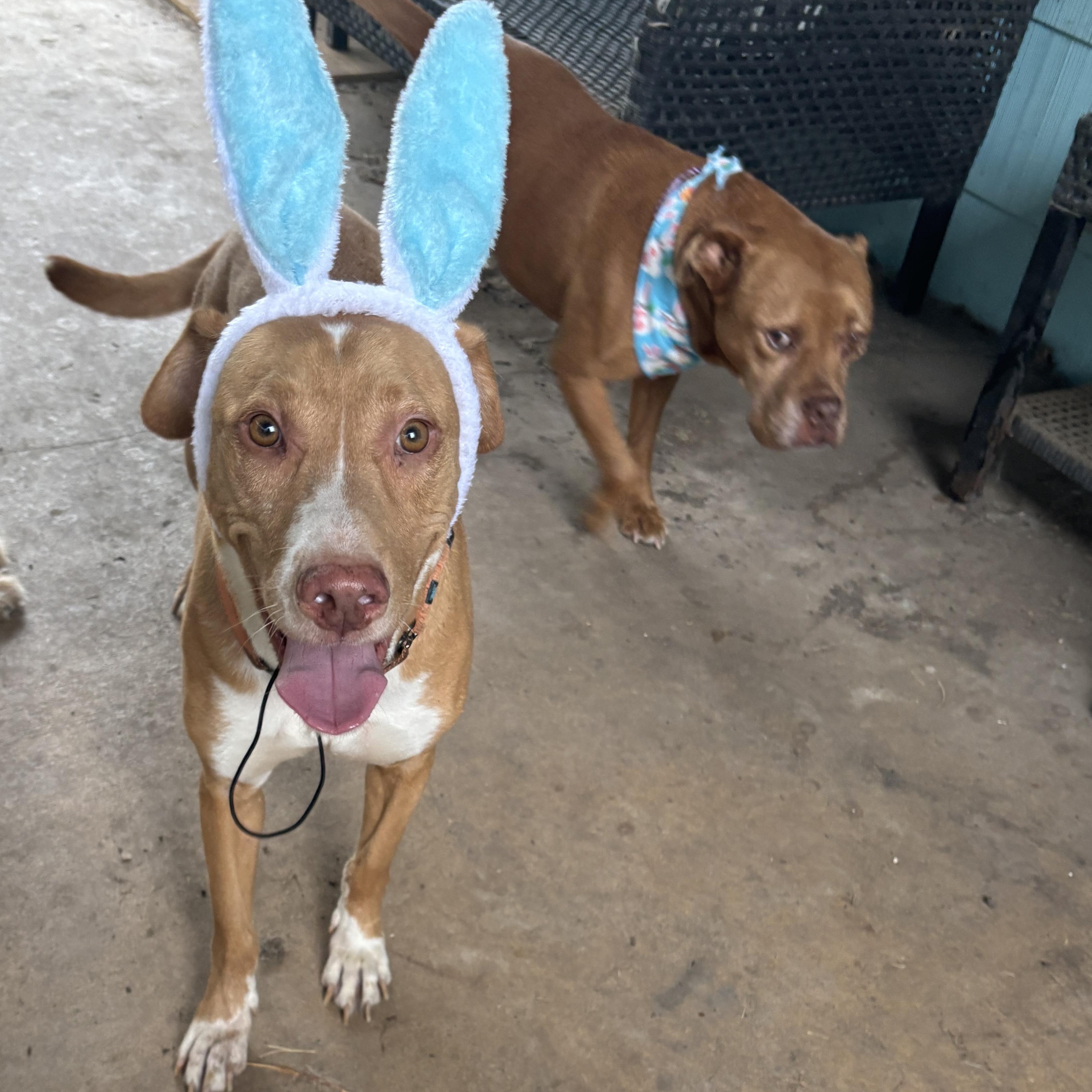 King, ADOPTABLE, Adult Male Labrador Retriever & Vizsla.