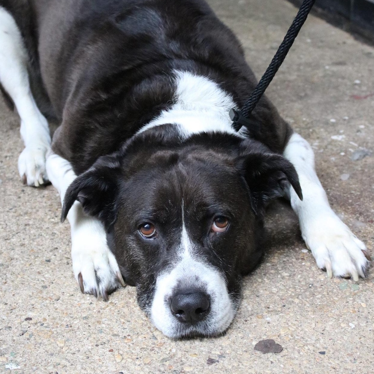 Enlarge Justine Biagi, a ADOPTABLE Pit Bull Terrier in Orwigsburg, PA image 4/6