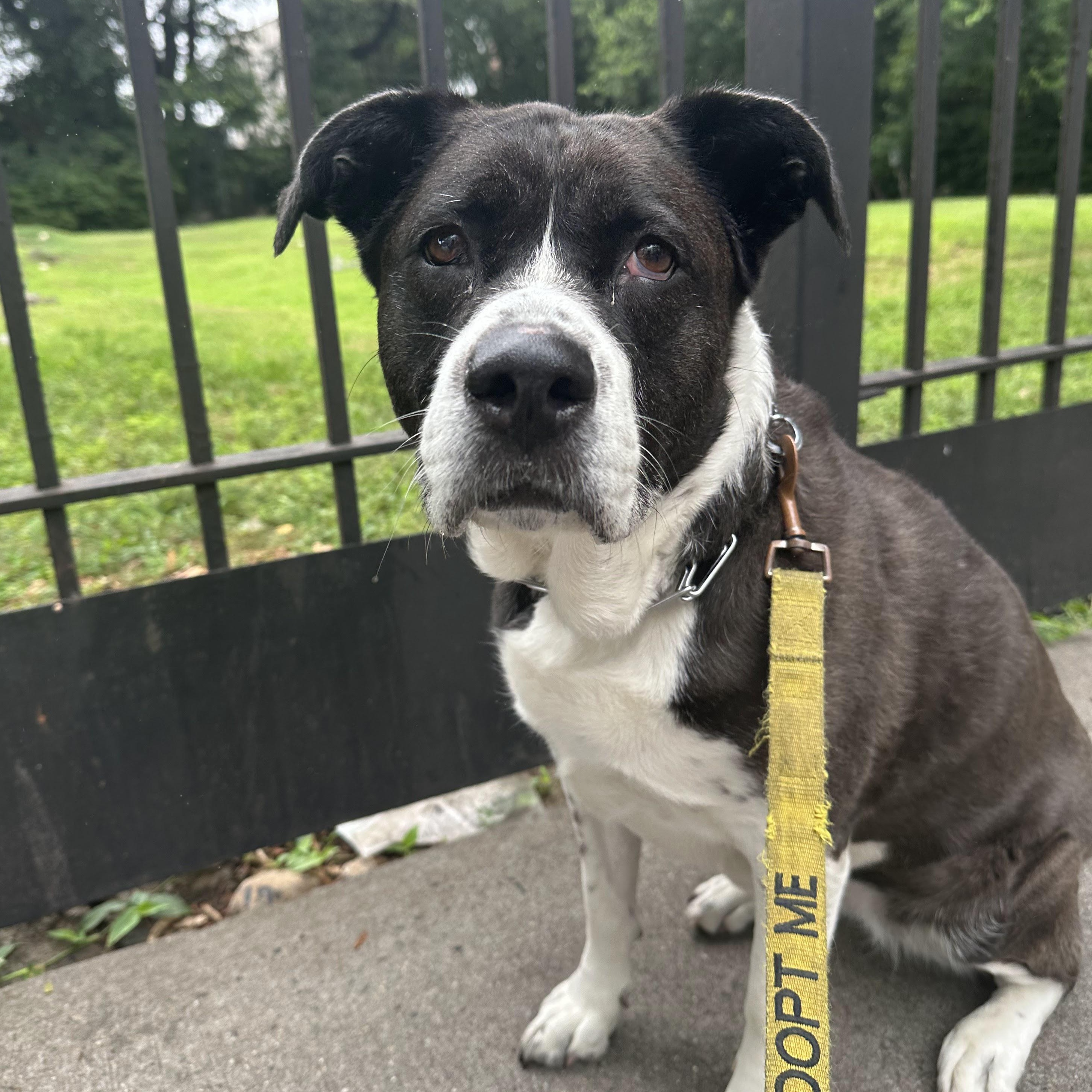 Enlarge Justine Biagi, a ADOPTABLE Pit Bull Terrier in Brooklyn, NY image 2/3
