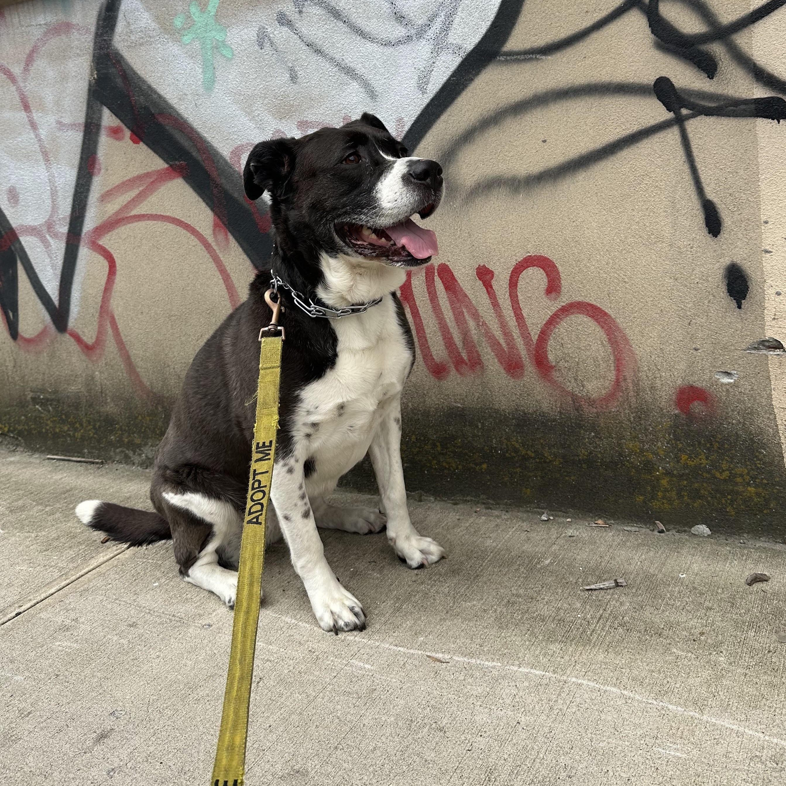 Enlarge Justine Biagi, a ADOPTABLE Pit Bull Terrier in Brooklyn, NY image 3/3