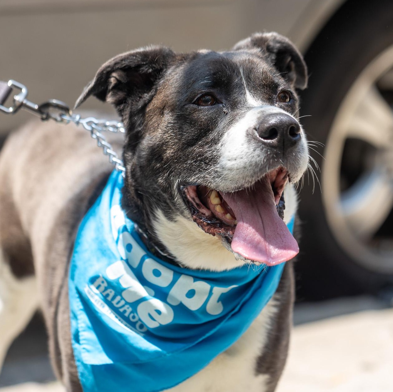 Enlarge Justine Biagi, a ADOPTABLE Pit Bull Terrier in Orwigsburg, PA image 3/6