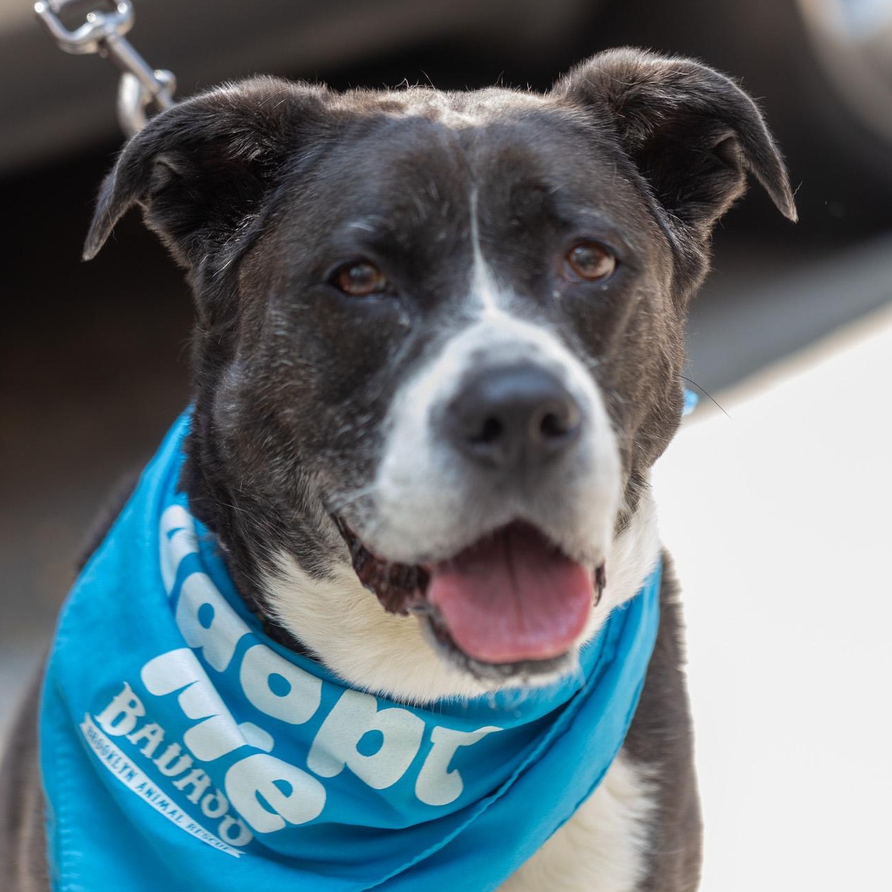 Enlarge Justine Biagi, a ADOPTABLE Pit Bull Terrier in Orwigsburg, PA image 2/6