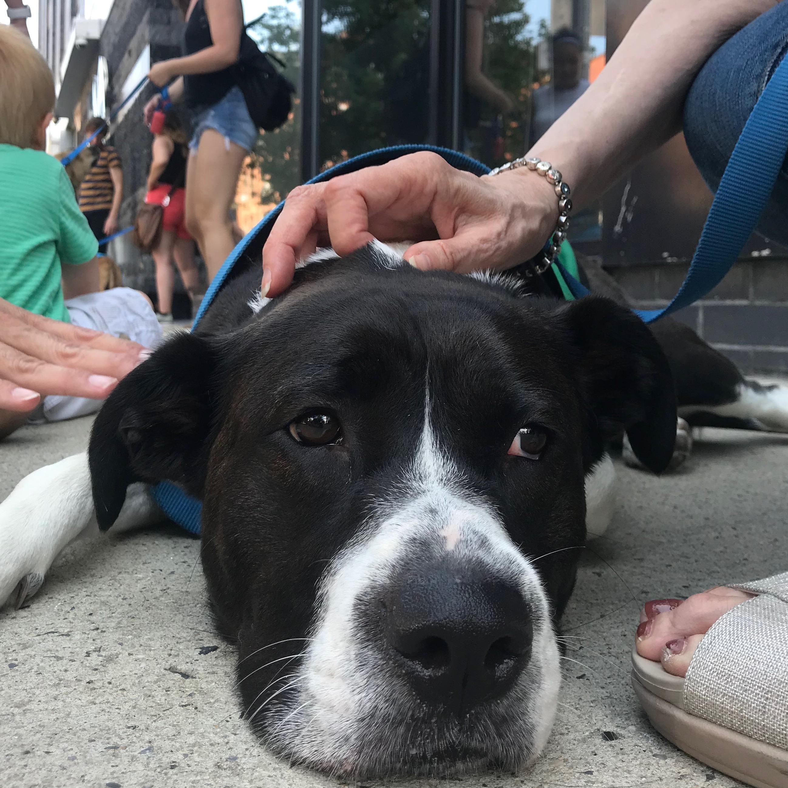 Enlarge Justine Biagi, a ADOPTABLE Pit Bull Terrier in Brooklyn, NY image 1/3