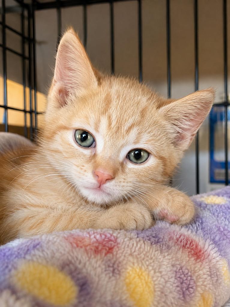 Enlarge Egghead, a Adoptable mixed breed in Parkville, MD image 1/2