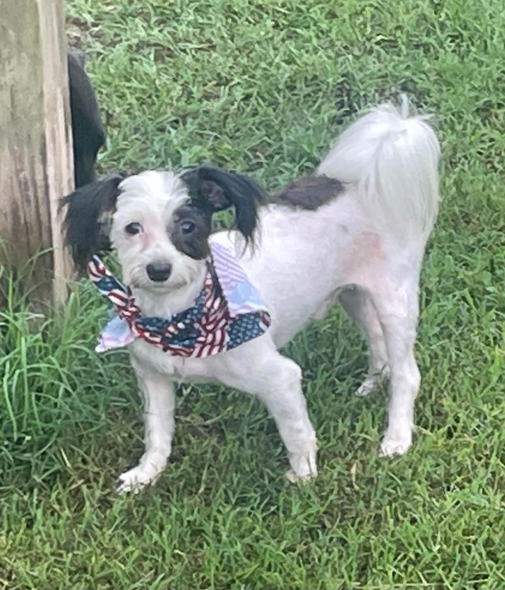 Rowdy, Adopted, Young Male Maltese & Shih Tzu.
