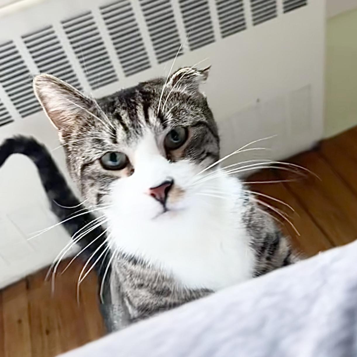 Stevie, Adoptable, Young Male Domestic Short Hair.