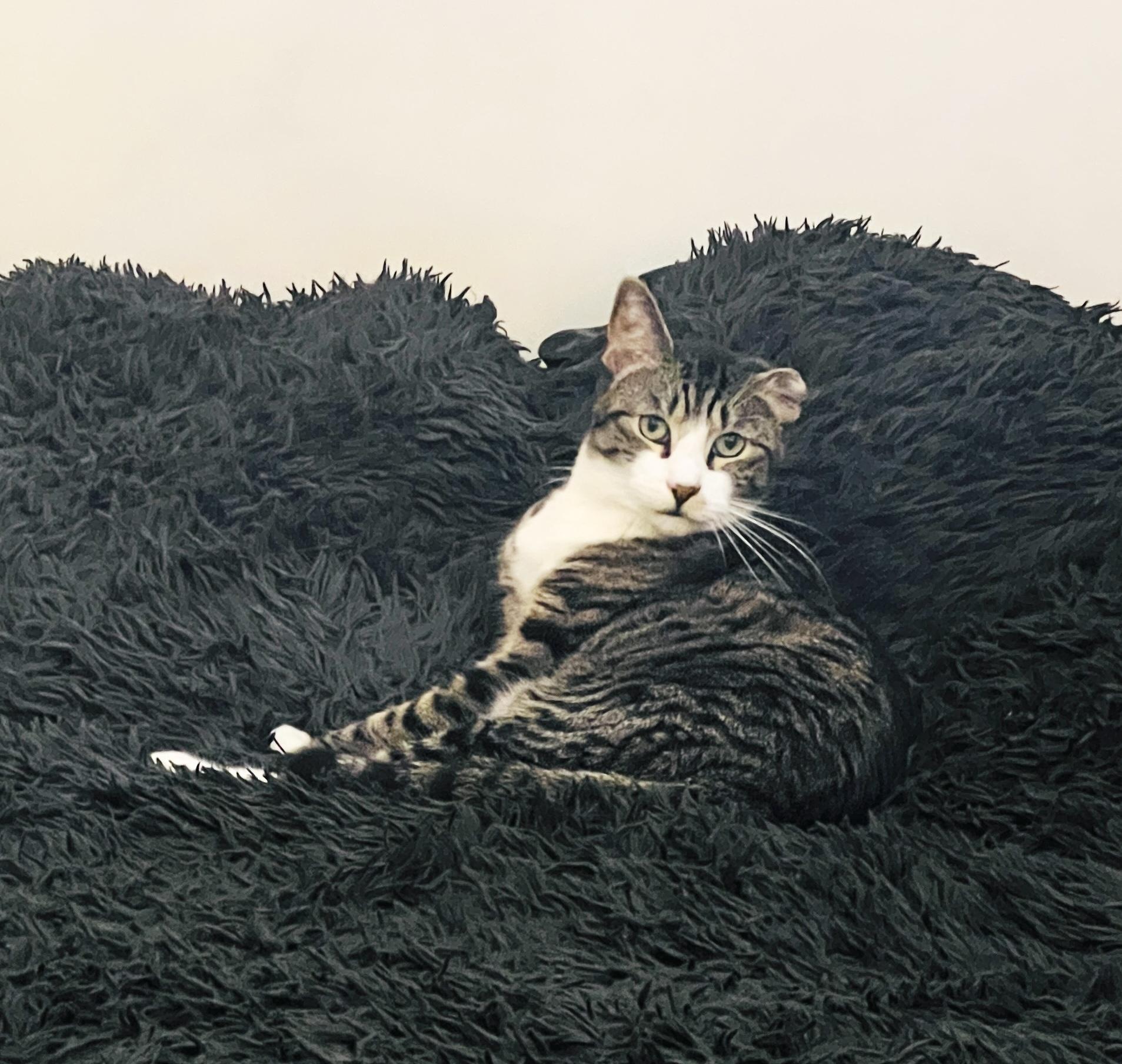 Stevie, a Adoptable Domestic Short Hair in New York, NY image 5/6