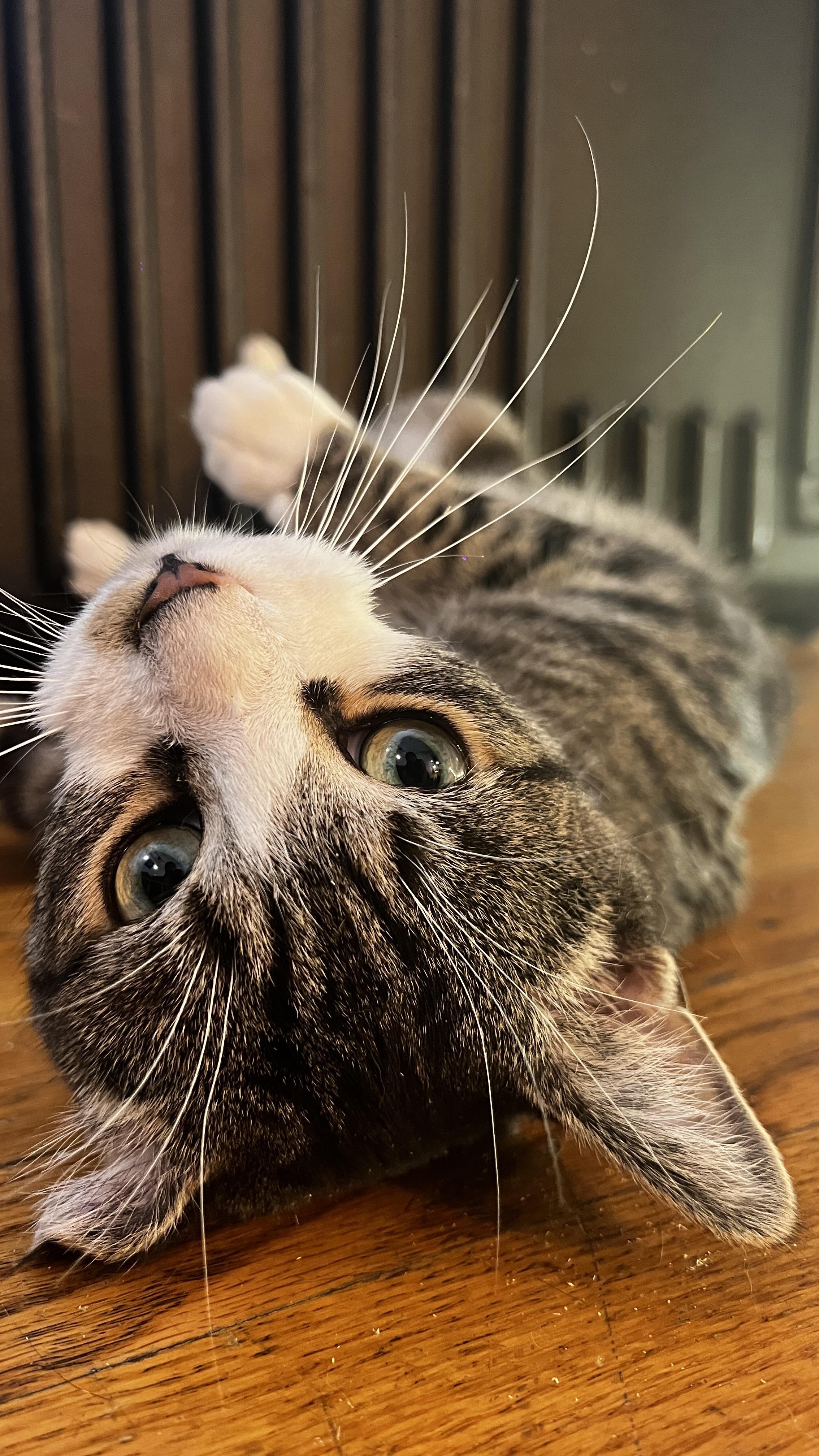 Stevie, a Adoptable Domestic Short Hair in New York, NY image 3/6