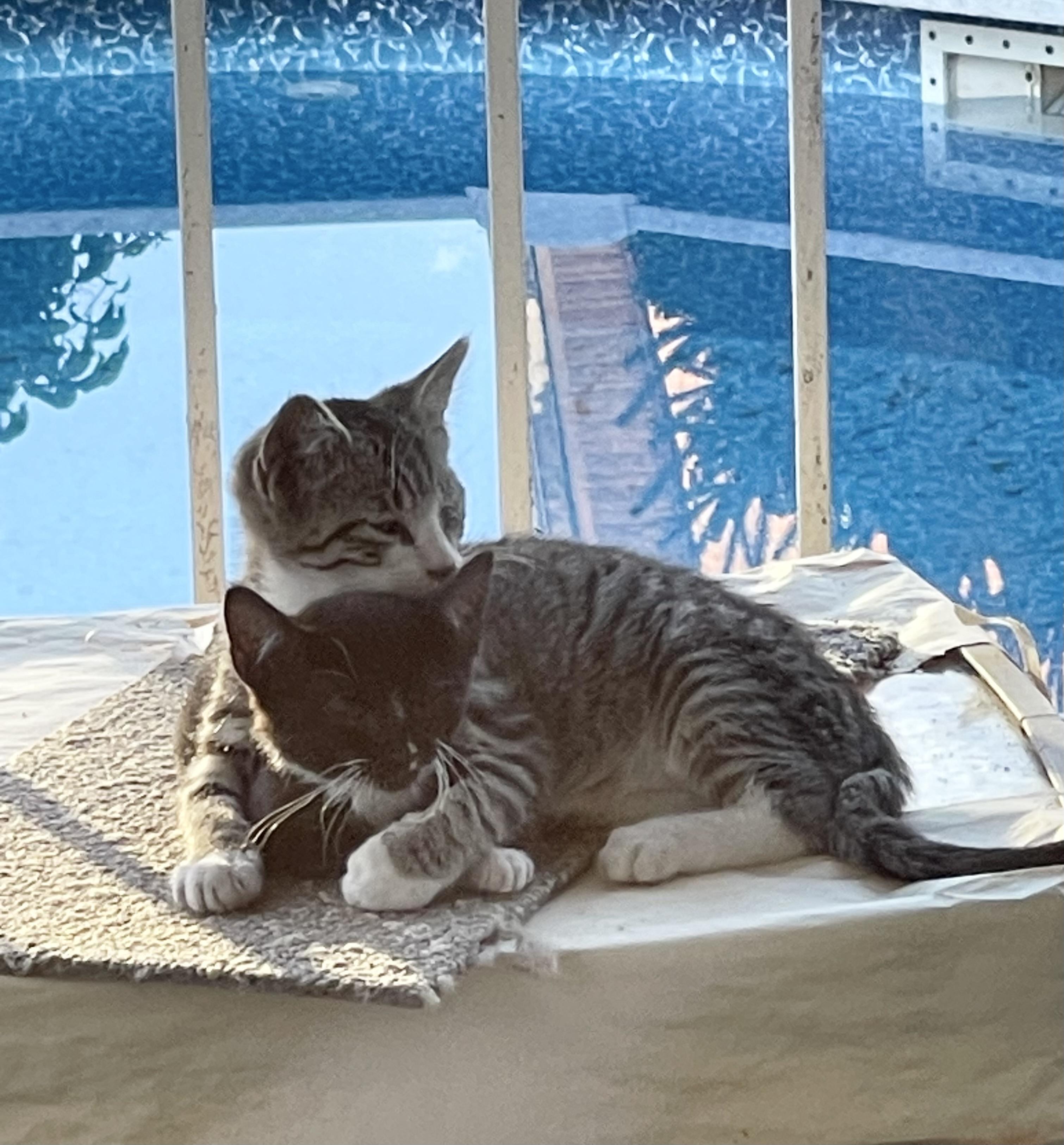 Stevie, a Adoptable Domestic Short Hair in New York, NY image 6/6