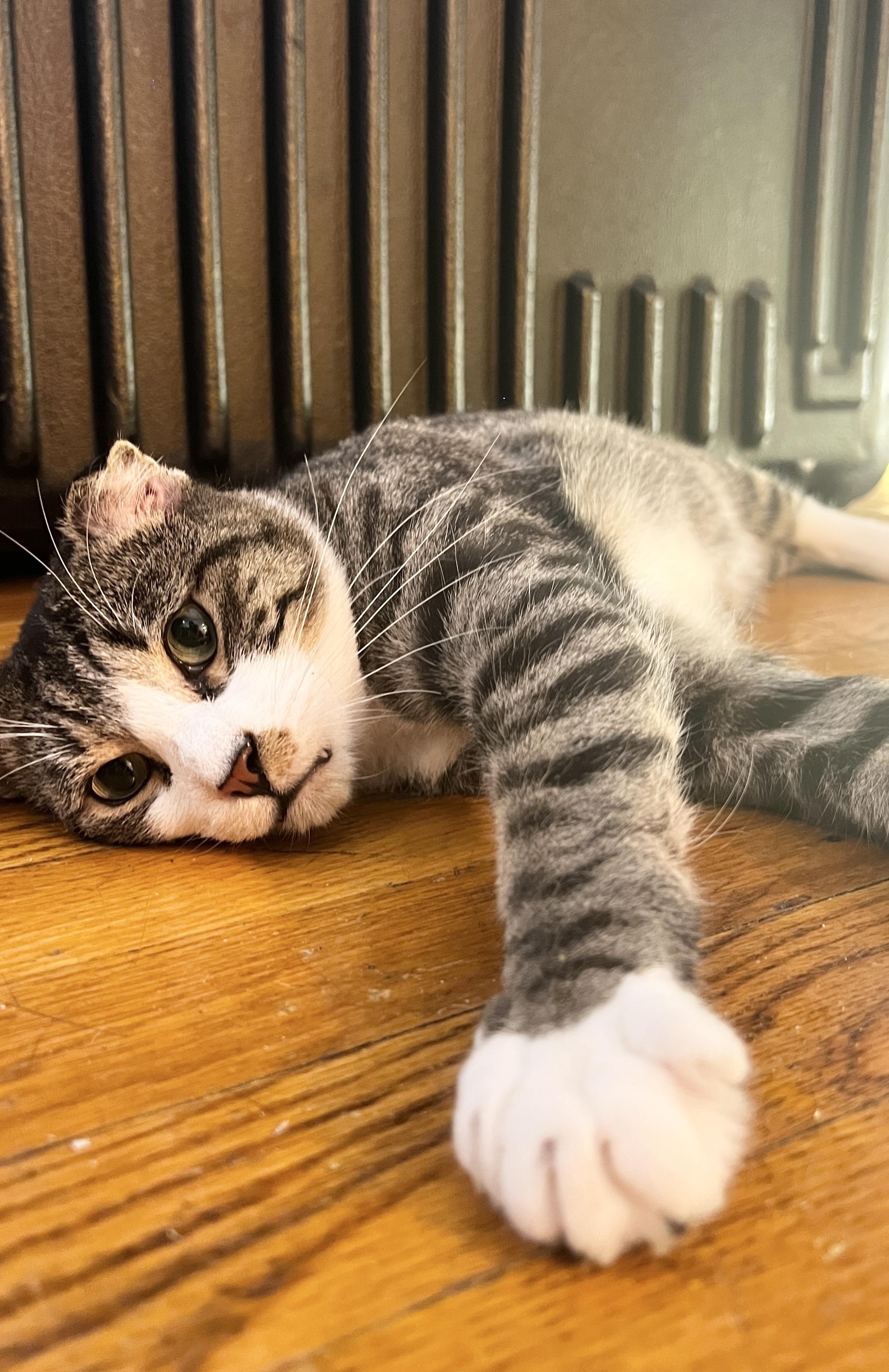 Stevie, a Adoptable Domestic Short Hair in New York, NY image 2/6