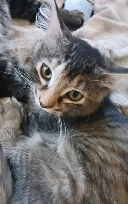 Briar, a ADOPTABLE Tabby in Pasco, WA image 2/3
