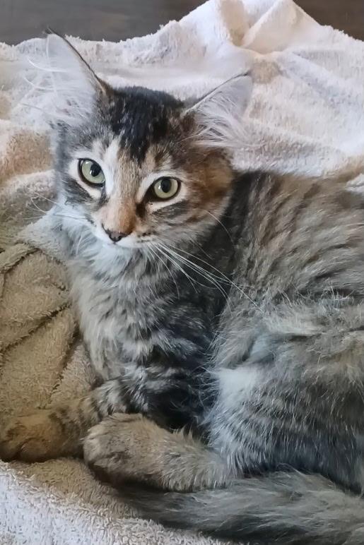 Briar, a ADOPTABLE Tabby in Pasco, WA image 3/3