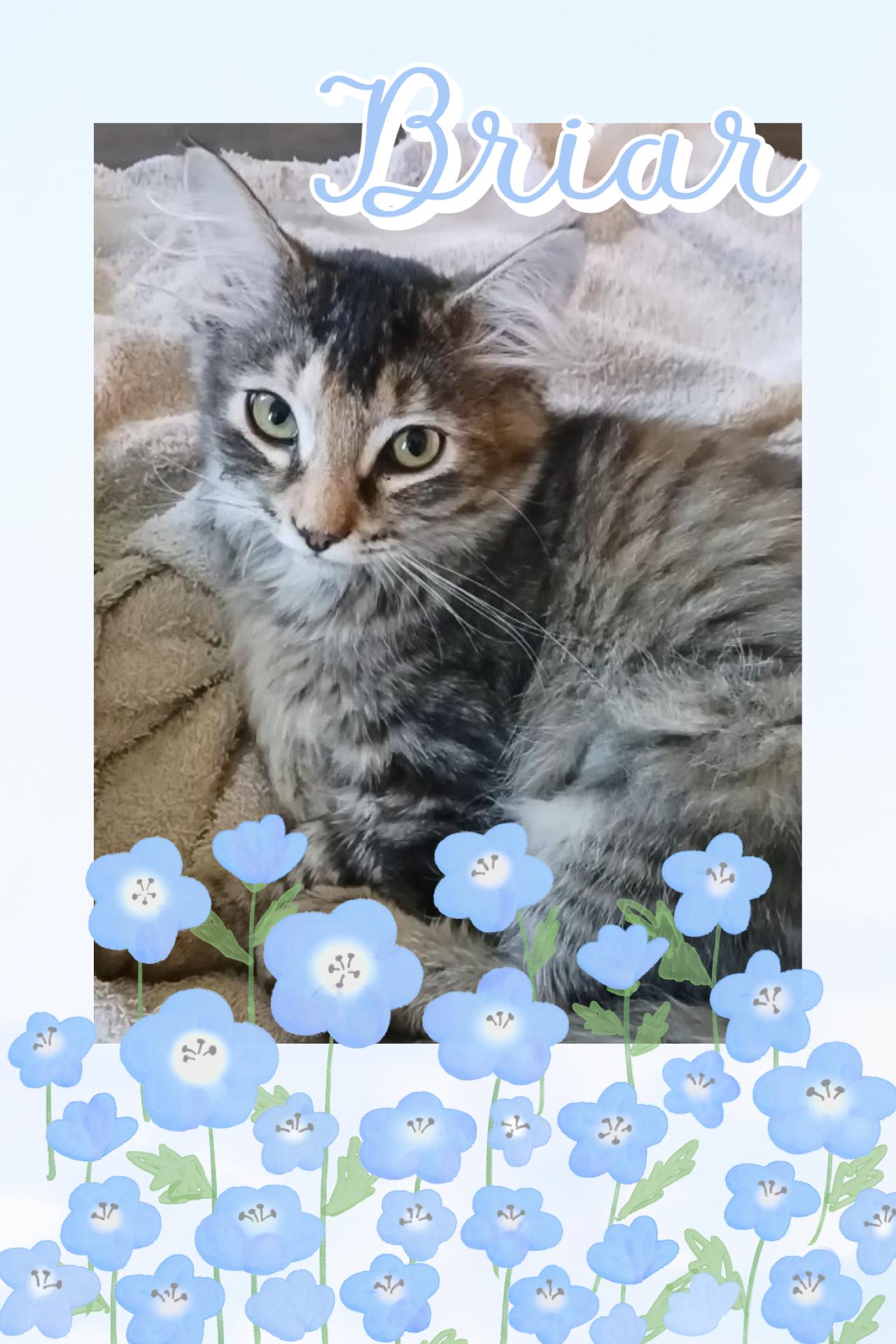 Briar, a ADOPTABLE Tabby in Pasco, WA image 1/3