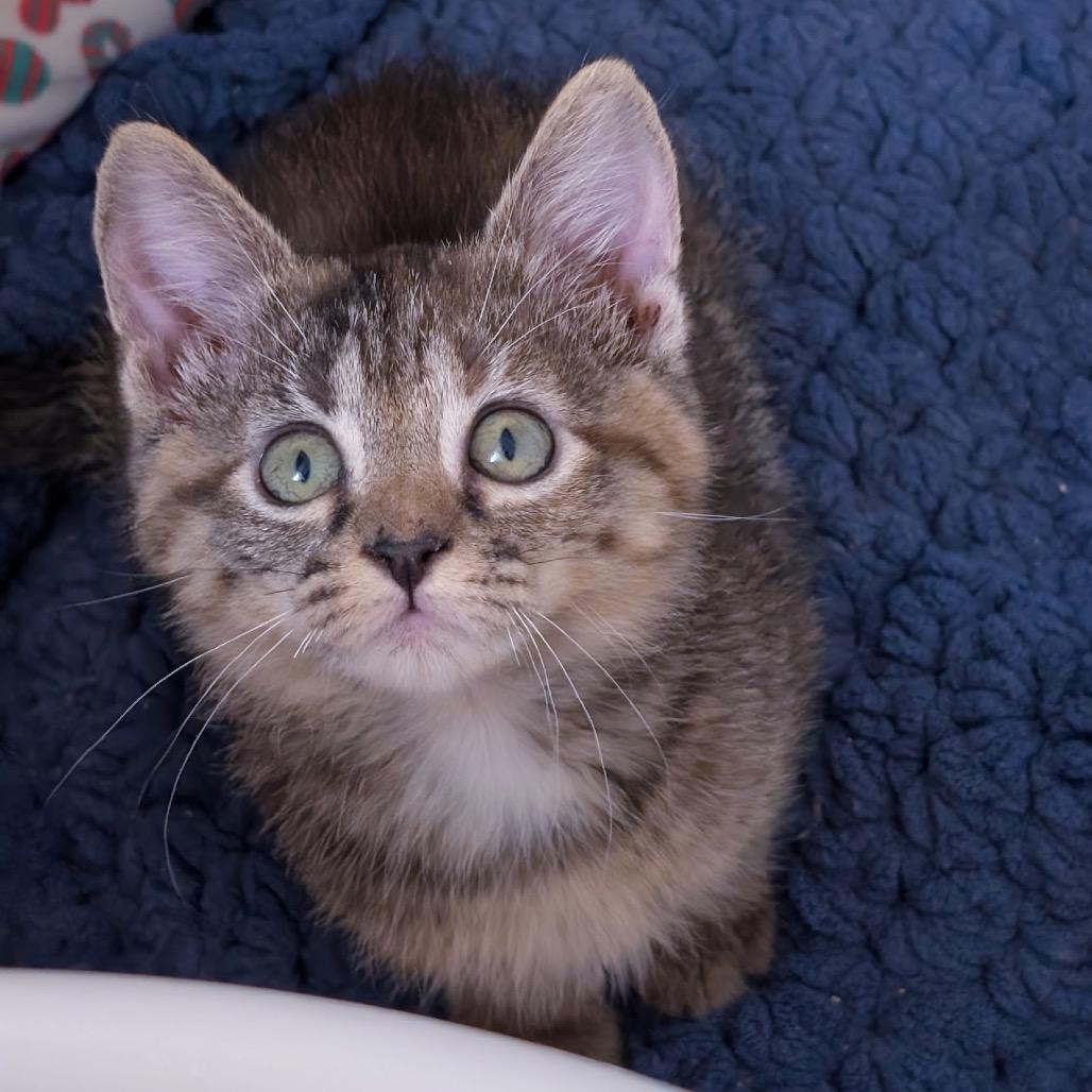 Winnie, Adoptable, Kitten Female Domestic Short Hair.