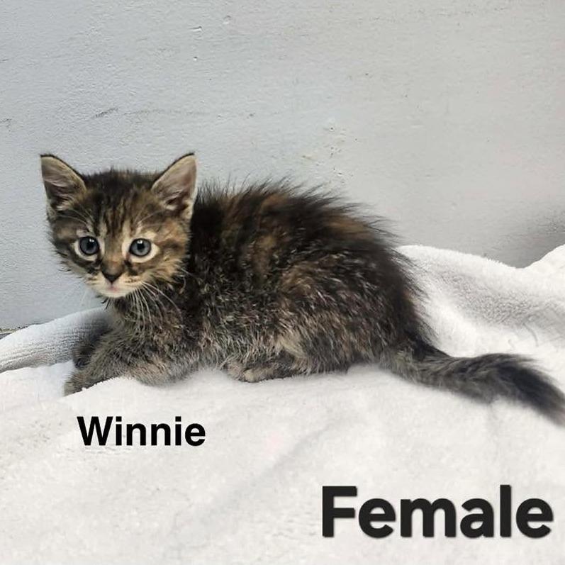 Winnie, a Adoptable Domestic Short Hair in Madison, WI image 2/5