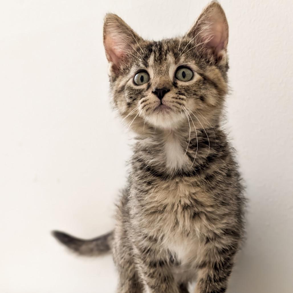 Winnie, a Adoptable Domestic Short Hair in Madison, WI image 3/5