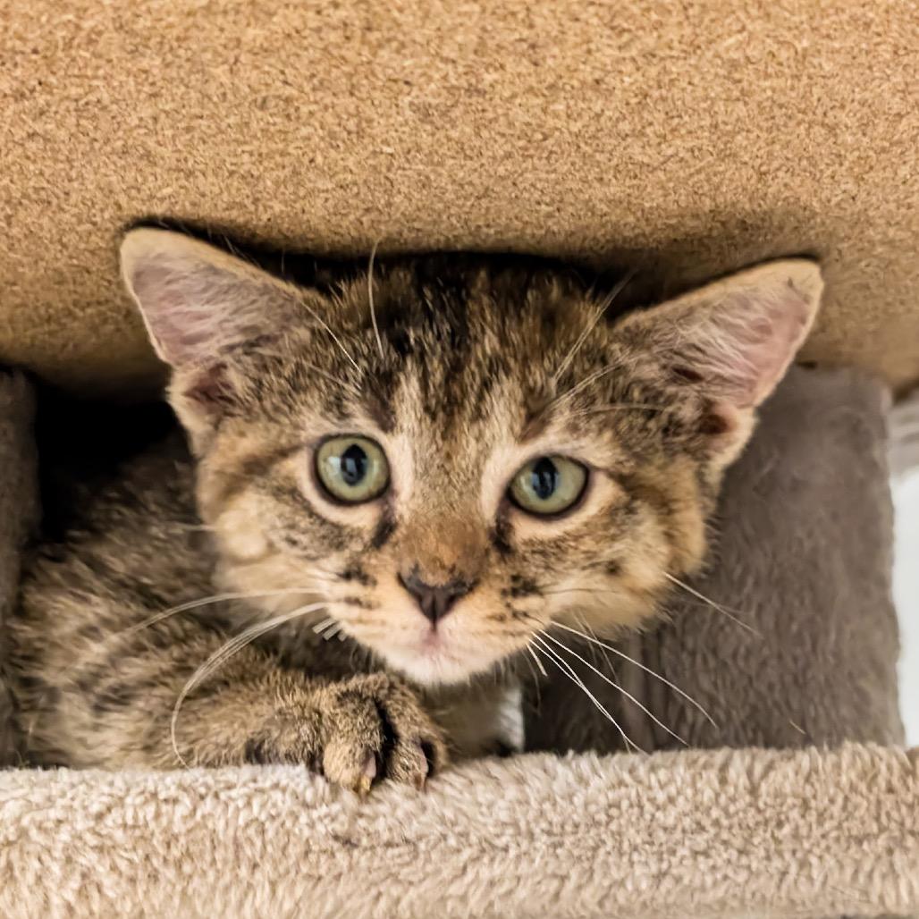 Winnie, a Adoptable Domestic Short Hair in Madison, WI image 5/5