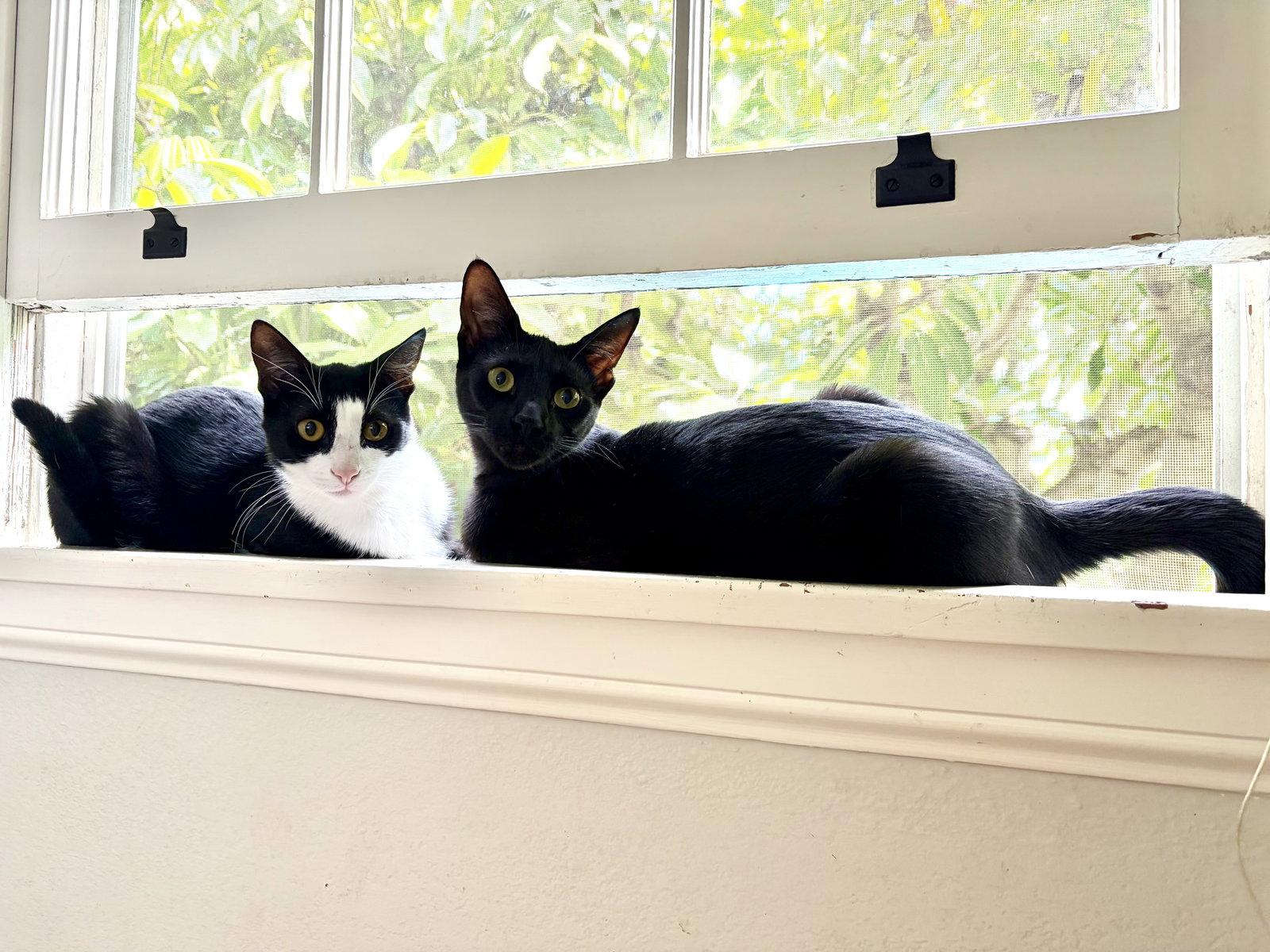 Mr Bing Bing & Ms Ming Ming, Adoptable, Young Male Tuxedo & Domestic Short Hair.