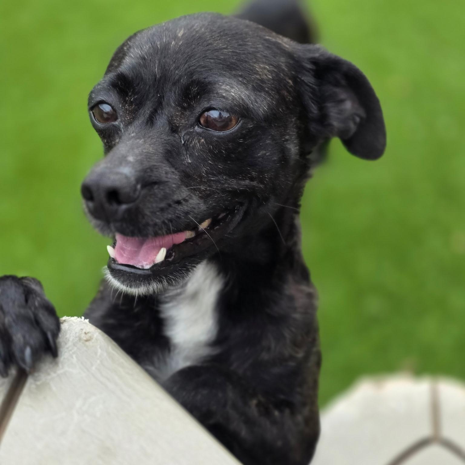 Joy, ADOPTABLE, Young Female Chihuahua.