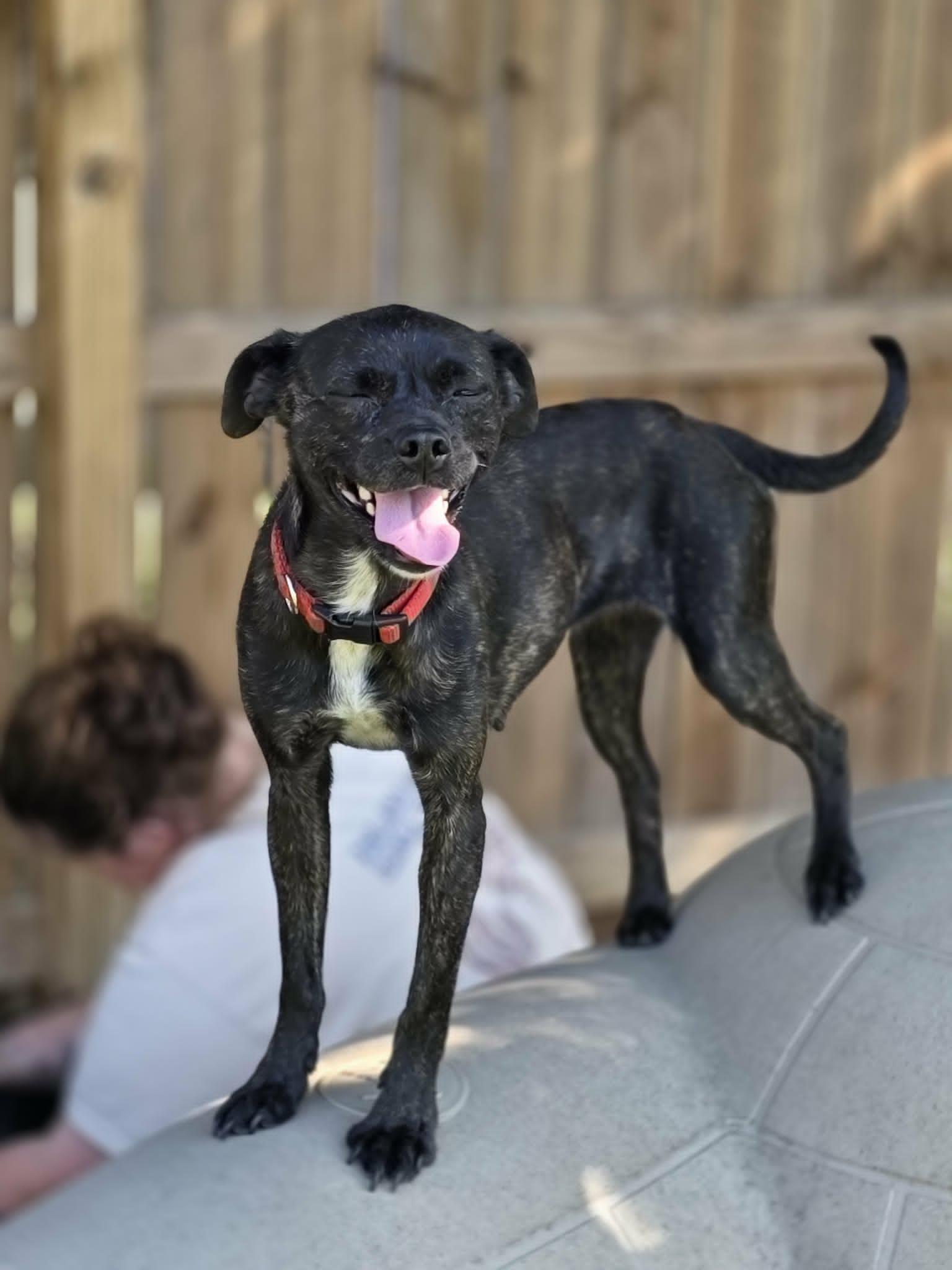 Enlarge Joy, a ADOPTABLE Chihuahua in Anderson, SC image 4/5