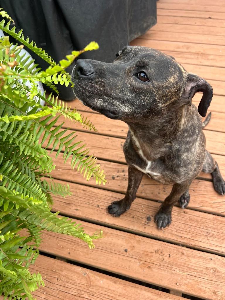 Enlarge Sedum, a Adoptable mixed breed in Detroit, MI image 5/6
