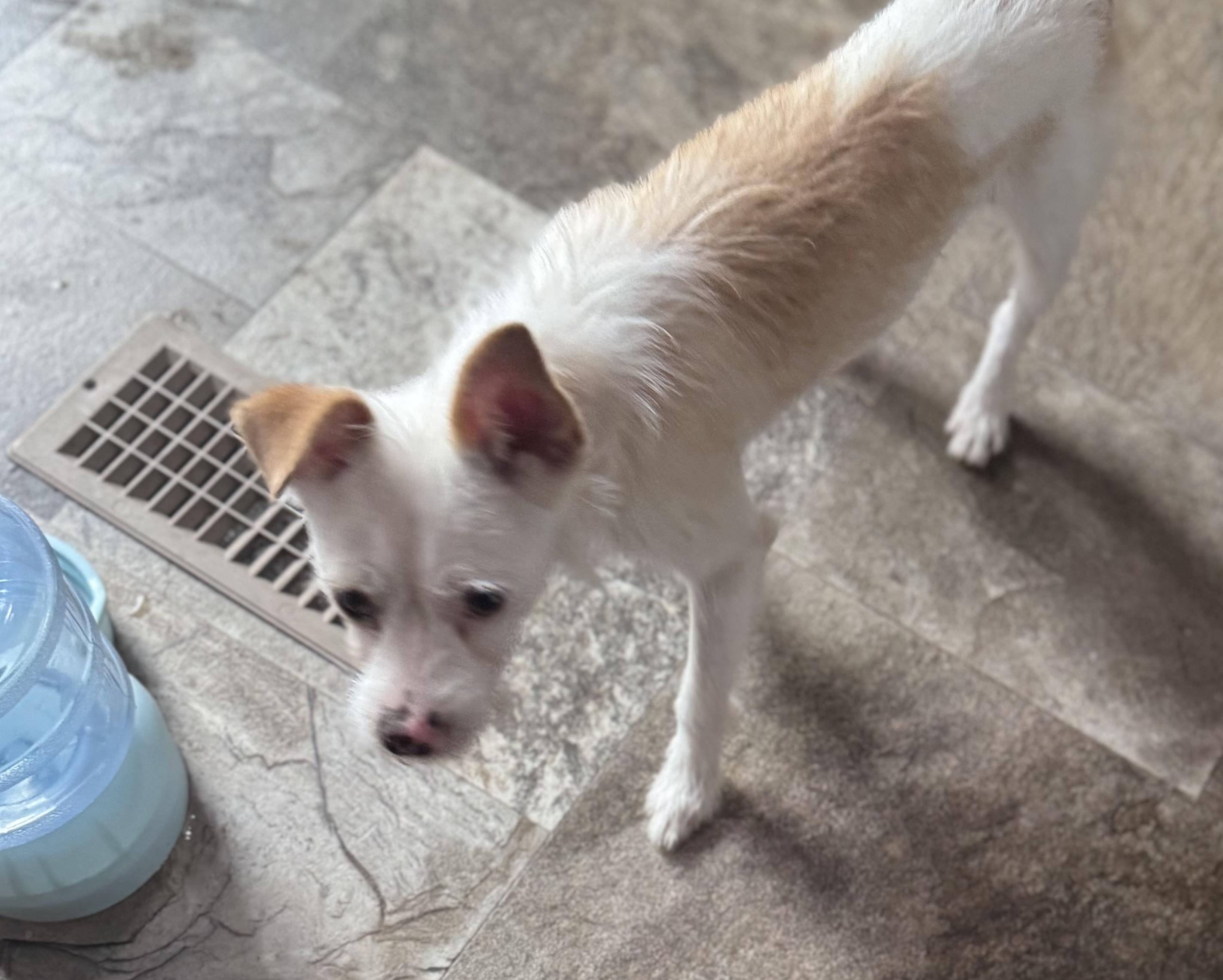 Enlarge Stretch , a ADOPTABLE mixed breed in Lake Worth, FL image 3/4